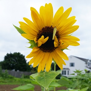 bright yellow sunflower with a butterfly
